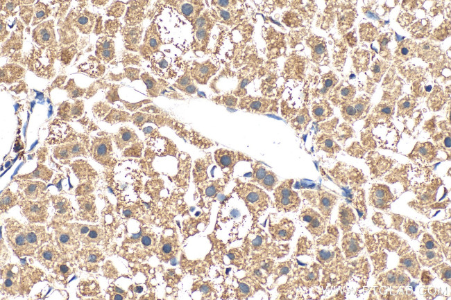 CISD3 Antibody in Immunohistochemistry (Paraffin) (IHC (P))