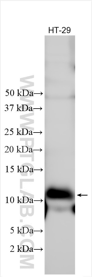 C19orf48 Antibody in Western Blot (WB)