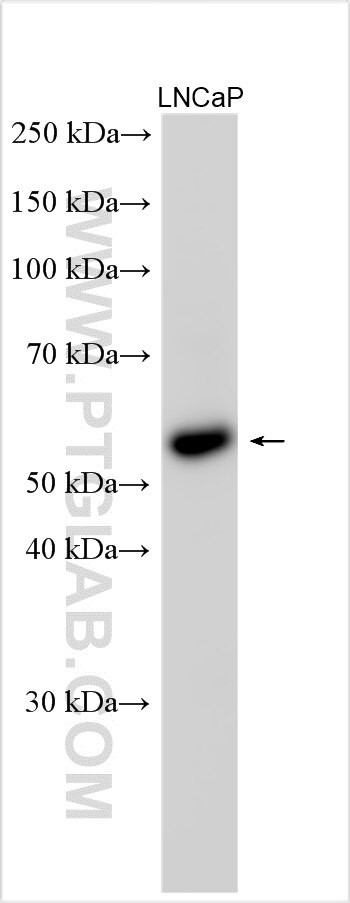 PCYOX1L Antibody in Western Blot (WB)