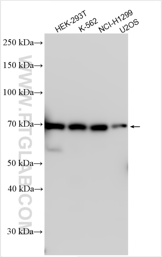 PLK3 Antibody in Western Blot (WB)