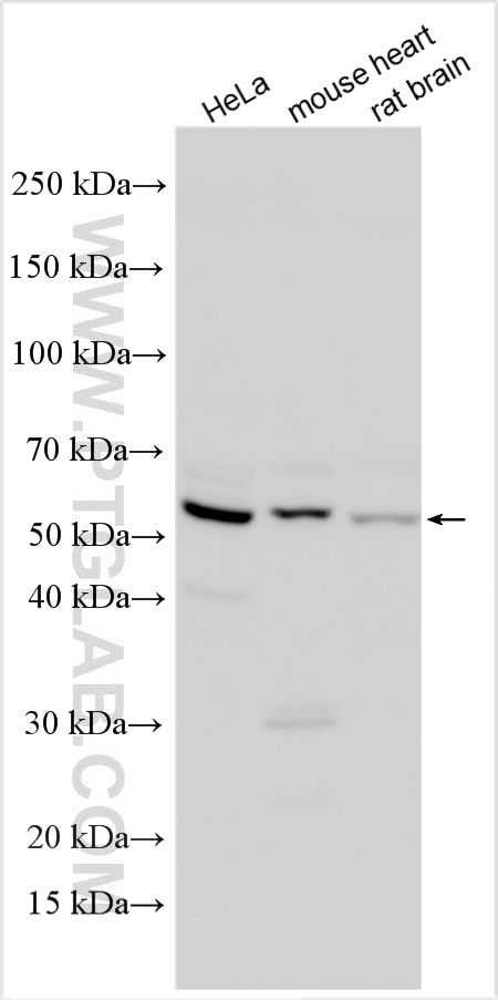 DUSP10 Antibody in Western Blot (WB)