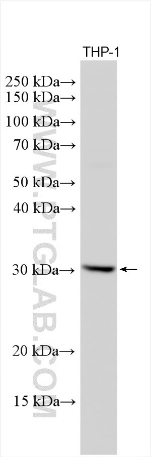 TREM1 Antibody in Western Blot (WB)
