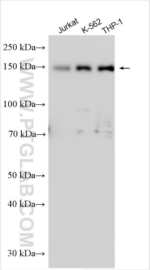 STIL Antibody in Western Blot (WB)