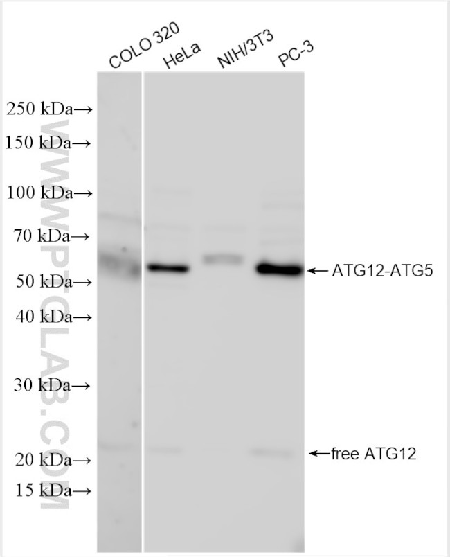 ATG12 Antibody in Western Blot (WB)