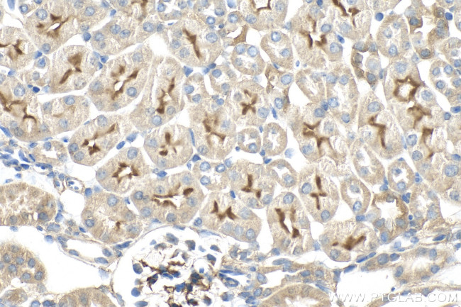 C9orf71 Antibody in Immunohistochemistry (Paraffin) (IHC (P))