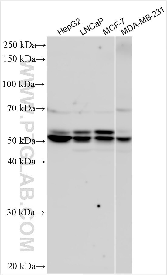 STAP2 Antibody in Western Blot (WB)