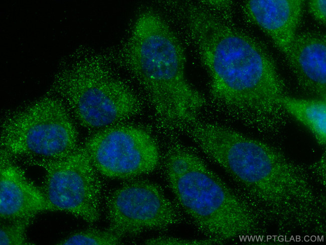 WNT8A Antibody in Immunocytochemistry (ICC/IF)