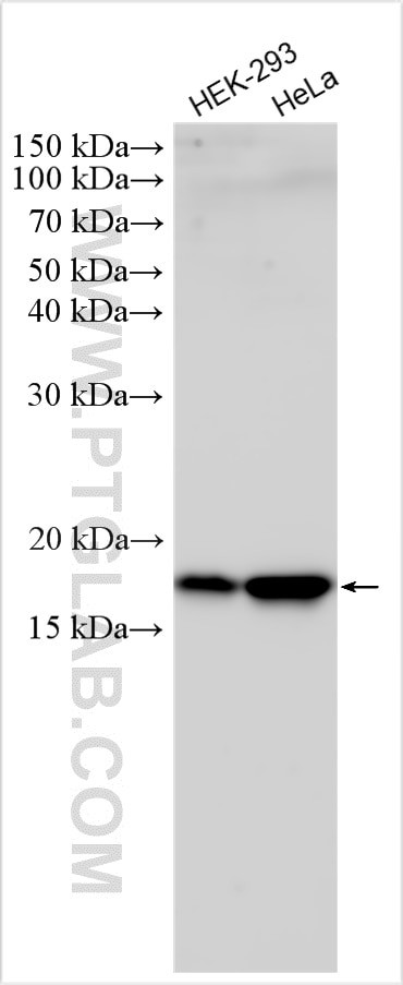 P16-INK4A Antibody in Western Blot (WB)