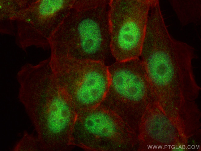 C16orf75 Antibody in Immunocytochemistry (ICC/IF)