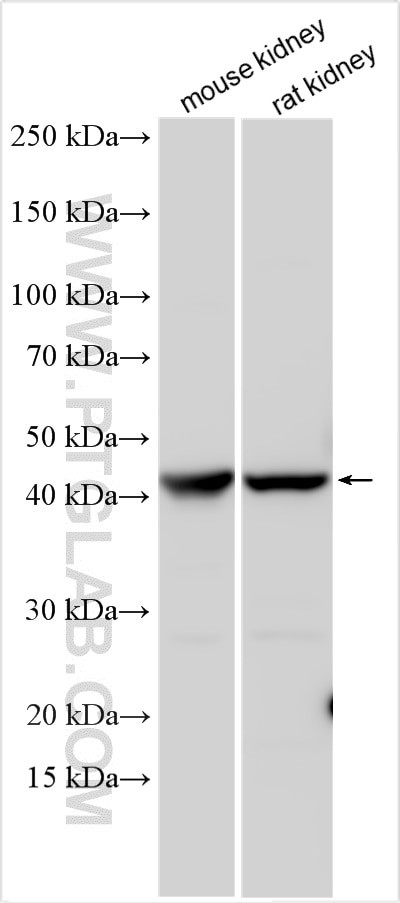 IDO2 Antibody in Western Blot (WB)