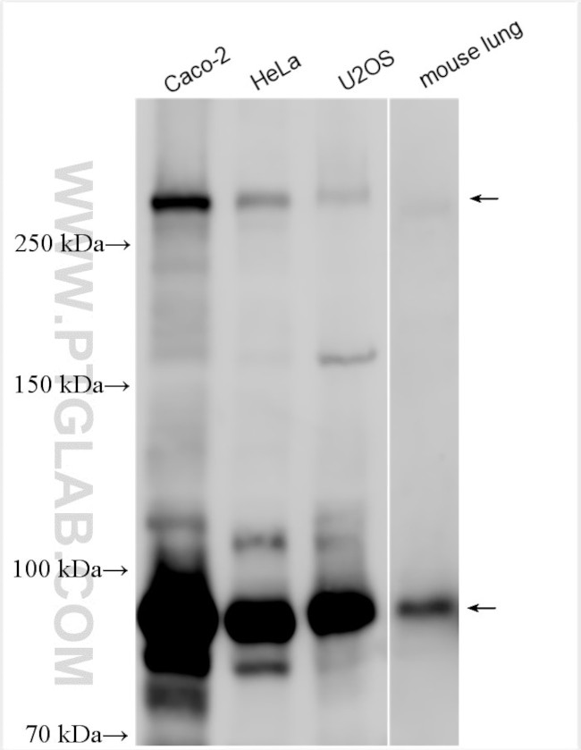NOTCH3 Antibody in Western Blot (WB)