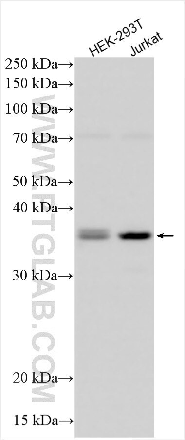CRKL Antibody in Western Blot (WB)