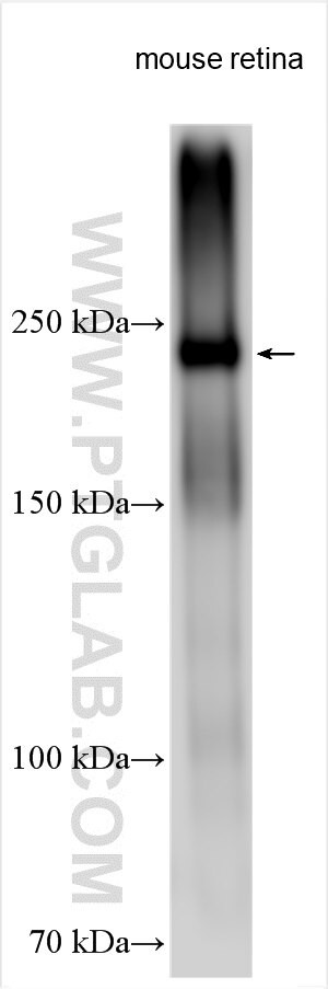 CNGB1 Antibody in Western Blot (WB)