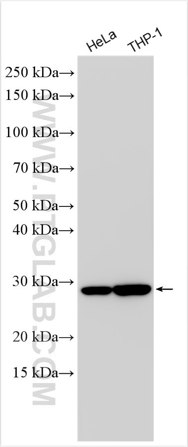 PGLS Antibody in Western Blot (WB)