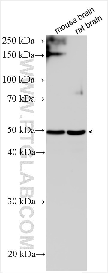 CD200 Antibody in Western Blot (WB)