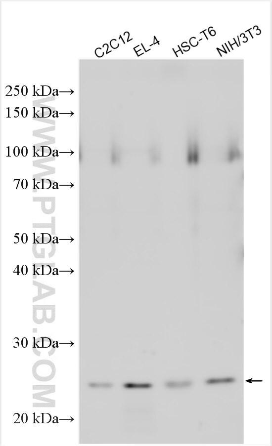 IL18RAP Antibody in Western Blot (WB)