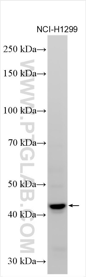 IL-17F Antibody in Western Blot (WB)