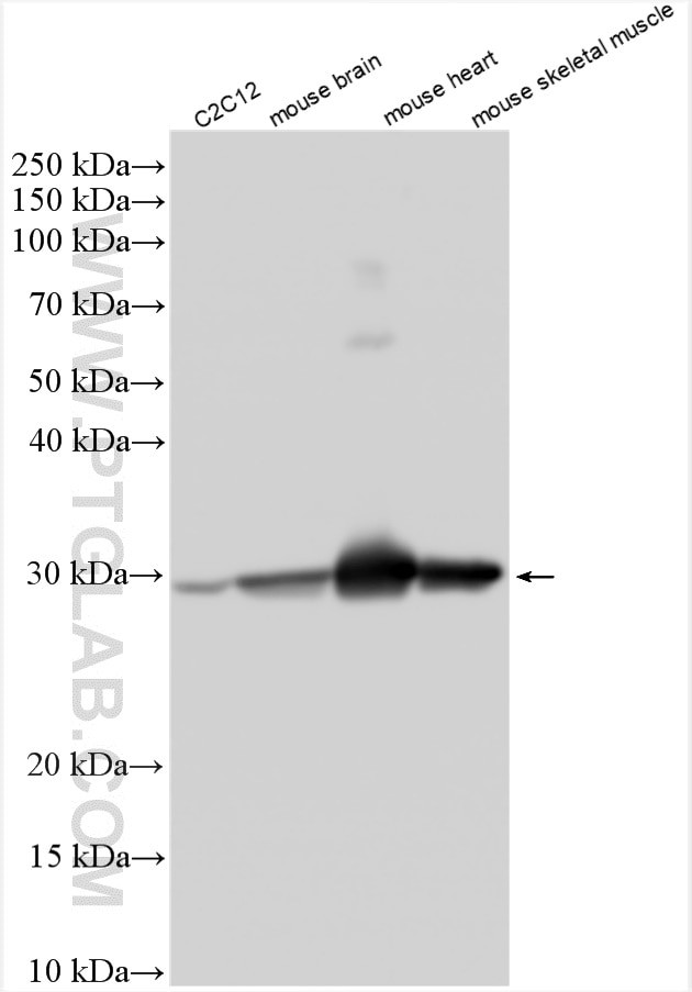 SLC25A4 Antibody in Western Blot (WB)
