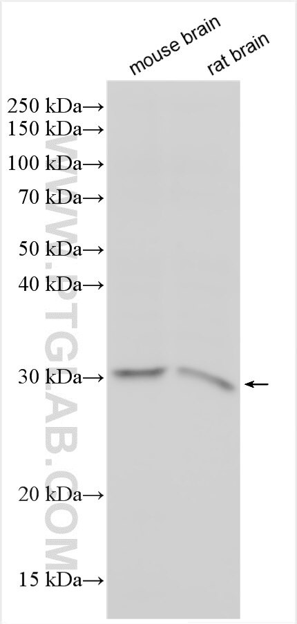 TMEM33 Antibody in Western Blot (WB)
