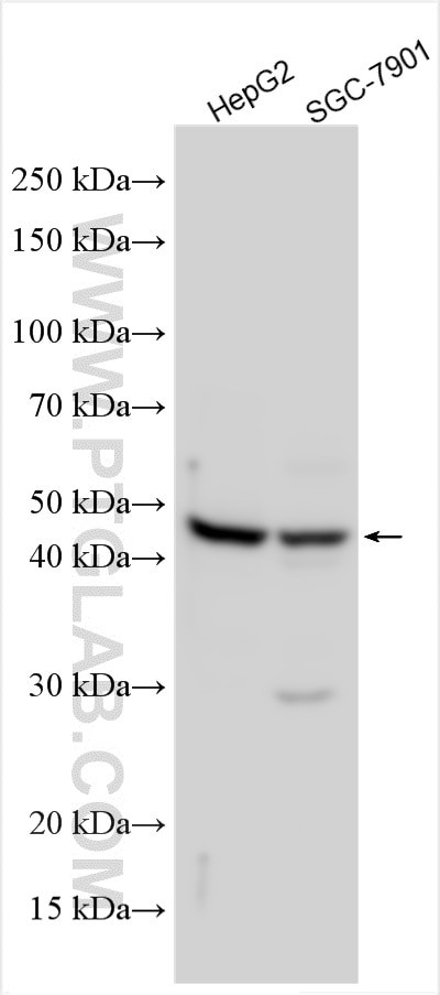 PTGIR Antibody in Western Blot (WB)