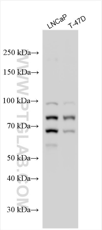 REPS2 Antibody in Western Blot (WB)