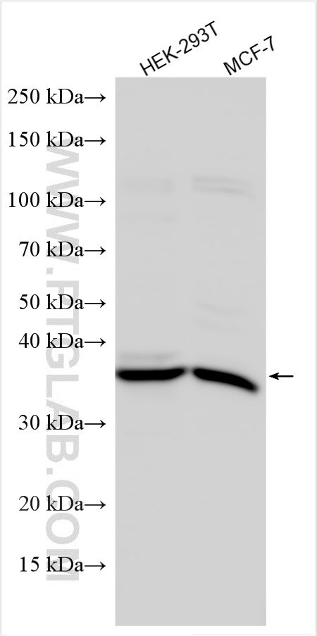 MORF4L1 Antibody in Western Blot (WB)