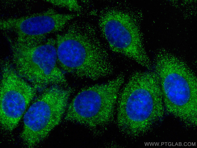 Lipoprotein(a) Antibody in Immunocytochemistry (ICC/IF)