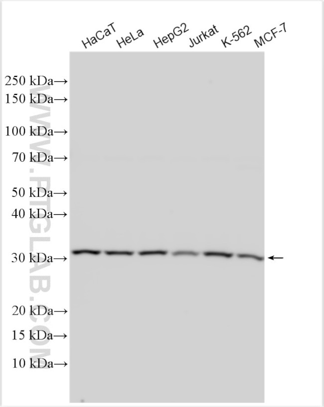 EXOSC6 Antibody in Western Blot (WB)