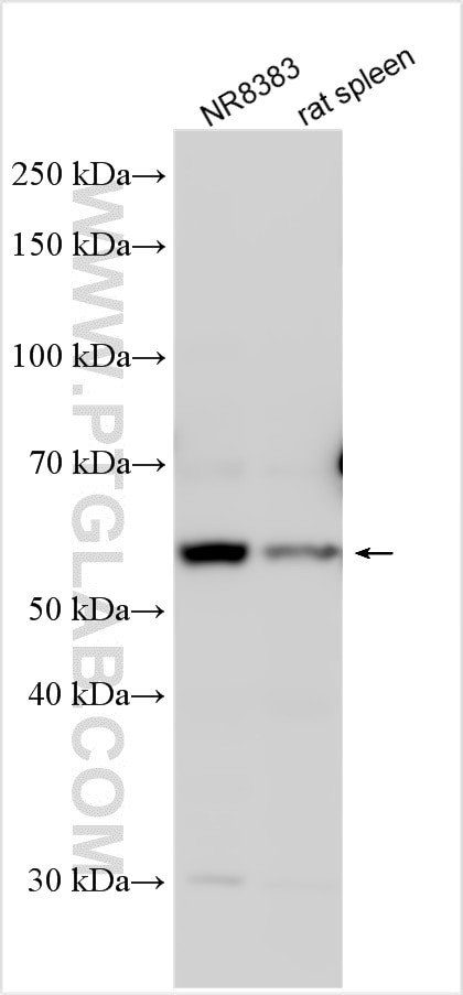 CD86 Antibody in Western Blot (WB)