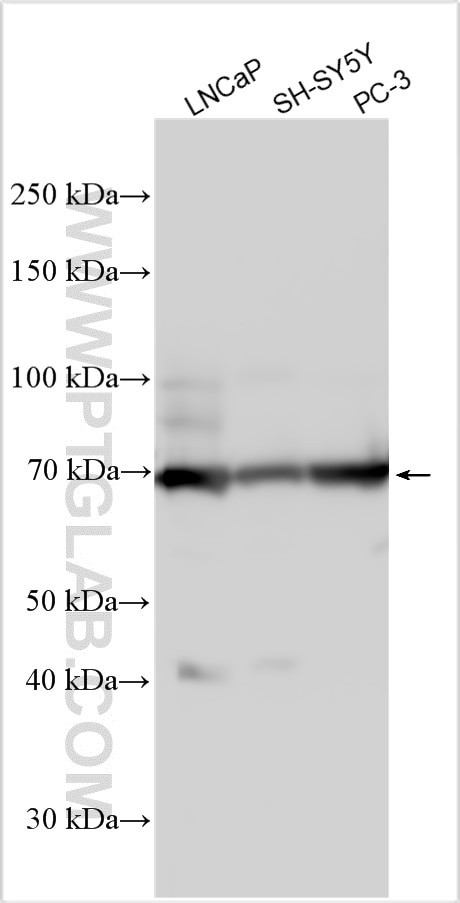 GCNA Antibody in Western Blot (WB)