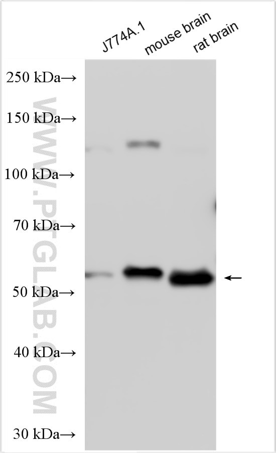 DFNA5/GSDME Antibody in Western Blot (WB)