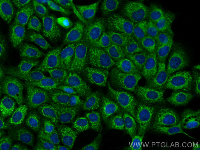 Integrin alpha 2 Antibody in Immunocytochemistry (ICC/IF)
