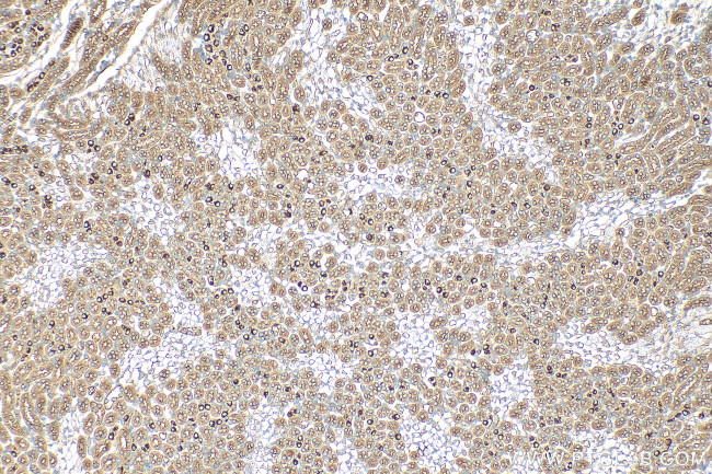 SUSD2 Antibody in Immunohistochemistry (Paraffin) (IHC (P))