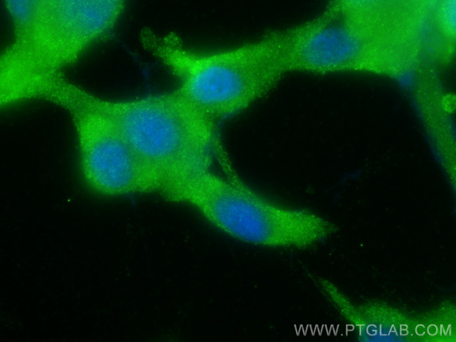 MAP4K3 Antibody in Immunocytochemistry (ICC/IF)