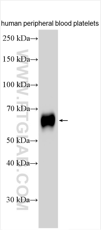 CD226 Antibody in Western Blot (WB)