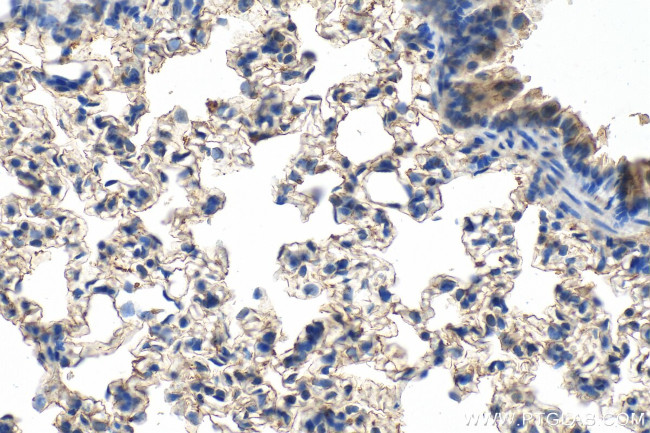 RNASE4 Antibody in Immunohistochemistry (Paraffin) (IHC (P))