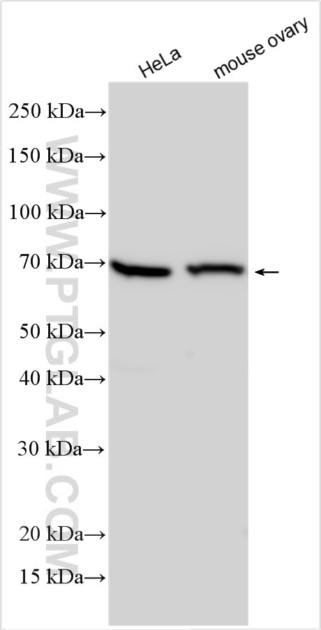 SHLD3 Antibody in Western Blot (WB)