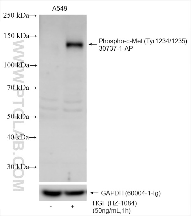 Phospho-c-Met (Tyr1234, Tyr1235) Antibody in Western Blot (WB)