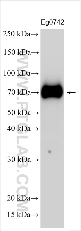 IL-12 p70 Antibody in Western Blot (WB)