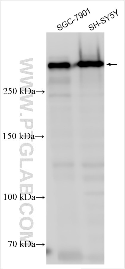 Nestin Antibody in Western Blot (WB)