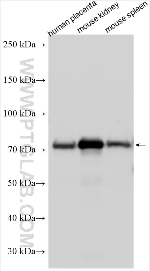 EPOR Antibody in Western Blot (WB)