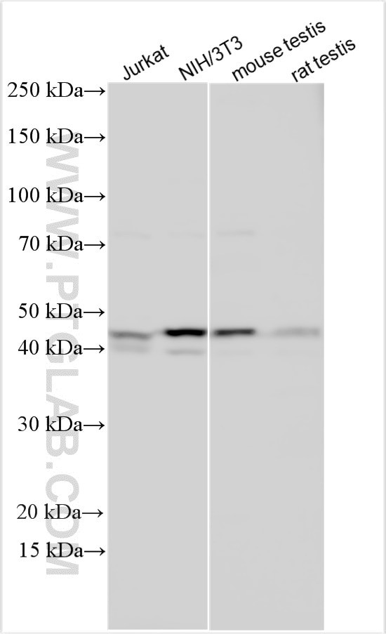 CCNE2 Antibody in Western Blot (WB)