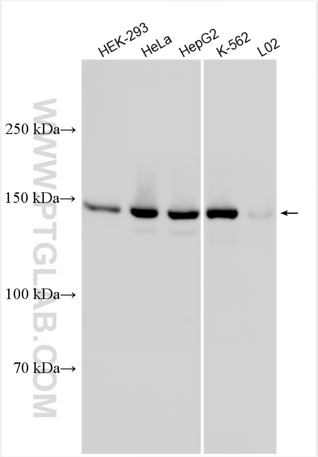 KIF15 Antibody in Western Blot (WB)