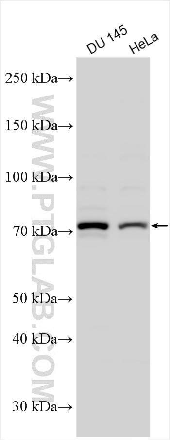 OGFOD1 Antibody in Western Blot (WB)