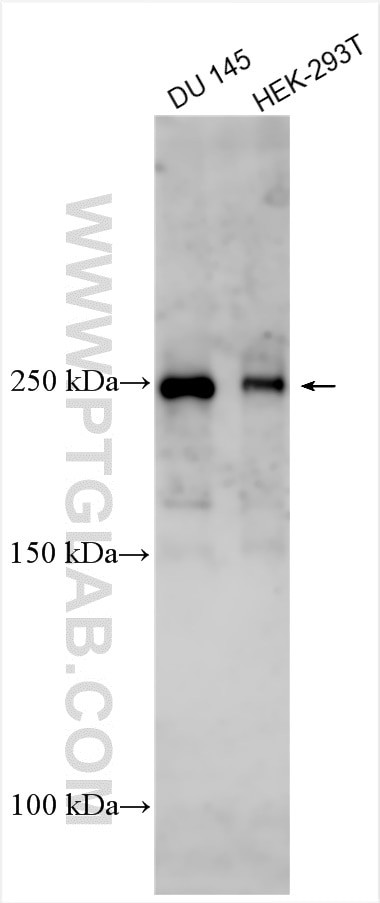 ZFC3H1 Antibody in Western Blot (WB)