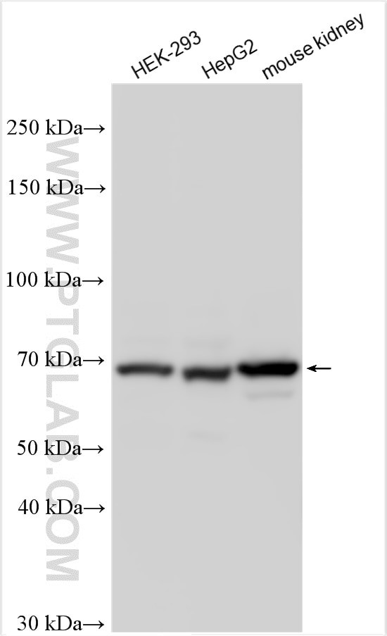 NPNT Antibody in Western Blot (WB)
