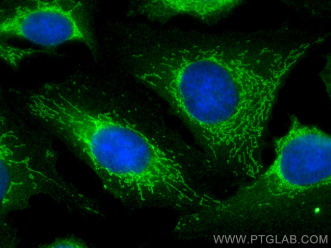 FAM136A Antibody in Immunocytochemistry (ICC/IF)