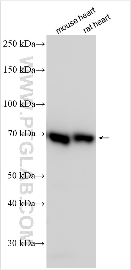 TCF25 Antibody in Western Blot (WB)