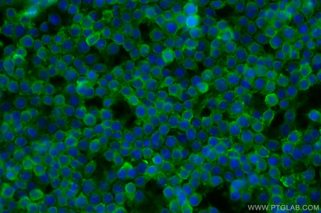 CD44 Antibody in Immunocytochemistry (ICC/IF)