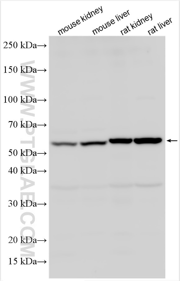 MPC1 Antibody in Western Blot (WB)